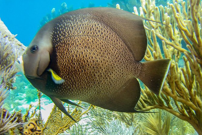 Half Day Snorkel Trip on Reefs in the Florida Keys - Why Key Largo Reef Snorkeling Feels More Special Than a Random Trip