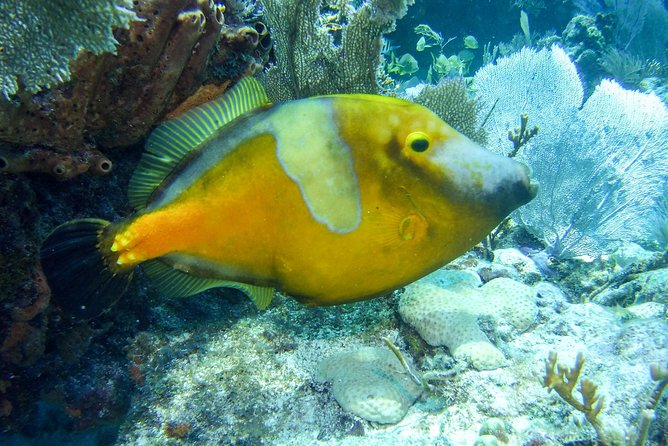 Half Day Snorkel Trip on Reefs in the Florida Keys - Molasses Reef: Where the Color and Fish Density Can Surprise You