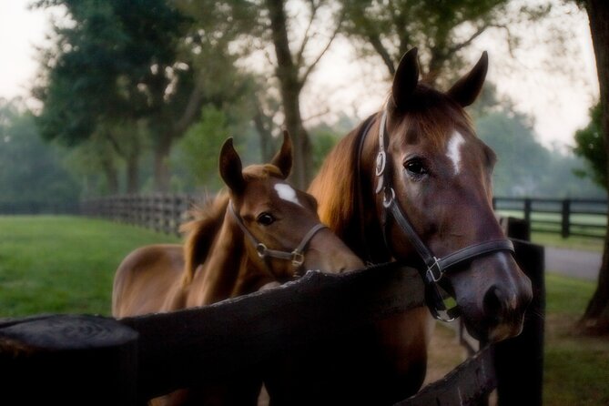 Half-Day Thoroughbred Horse Farm Tour in Kentucky - Why This Half-Day Thoroughbred Tour Works in Lexington