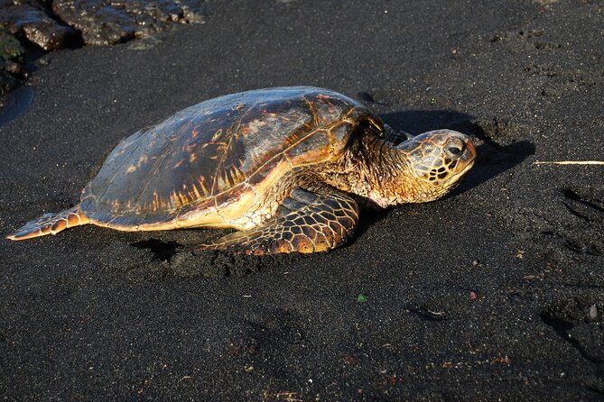 Hilo Shore Excursion: Volcanoes National Park & Black Sand Beach - Rain, Road Changes, and Why the Guide Matters