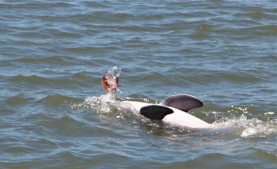Hilton Head Island: Daytime Dolphin Watching Boat Tour - Key highlights worth your time
