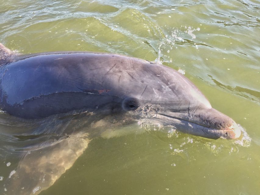 Hilton Head Island: Daytime Dolphin Watching Boat Tour - Finding the boats: Lowcountry Watersports and the Black Marlin meet-up