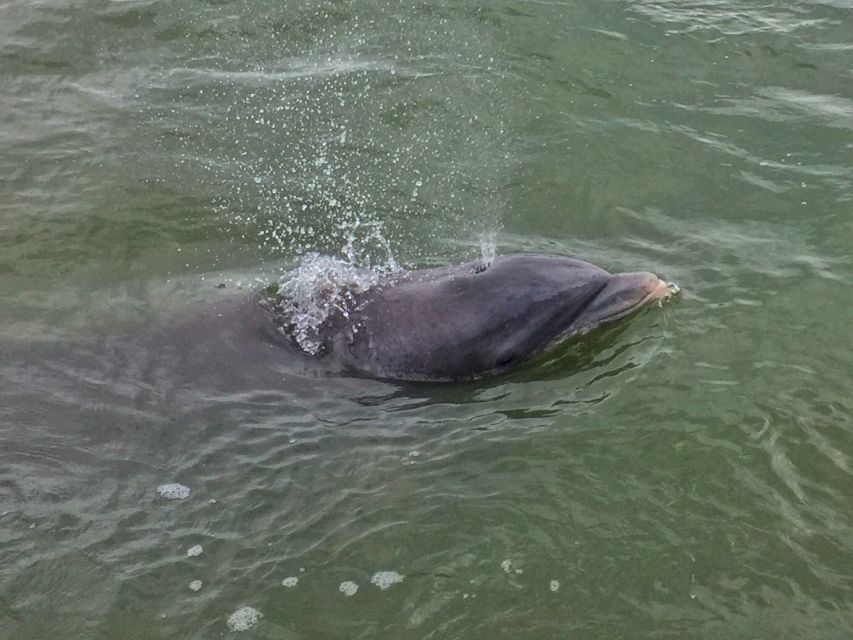 Hilton Head Island: Daytime Dolphin Watching Boat Tour - Crews you might get, and why the captain and first mate matter