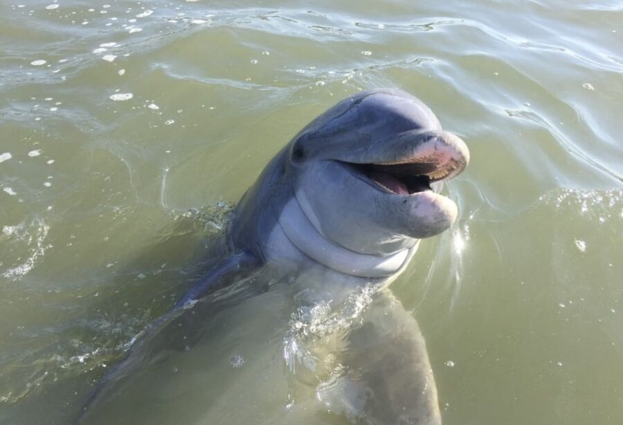 Hilton Head Island: Daytime Dolphin Watching Boat Tour - The 90-minute route that actually delivers sightings