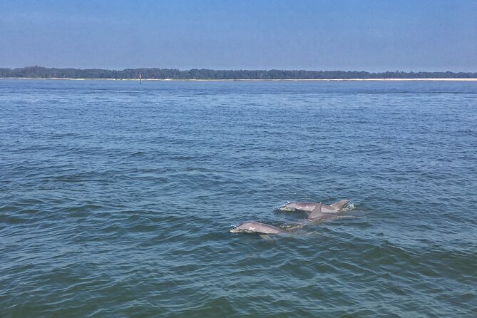 Hilton Head Island Dolphin Boat Cruise - Why the Guaranteed Dolphin Sightings Matter for Your Day