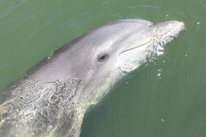 Hilton Head Island Dolphin Boat Cruise - Crew + Captain Care: Getting Better Views Without Stress