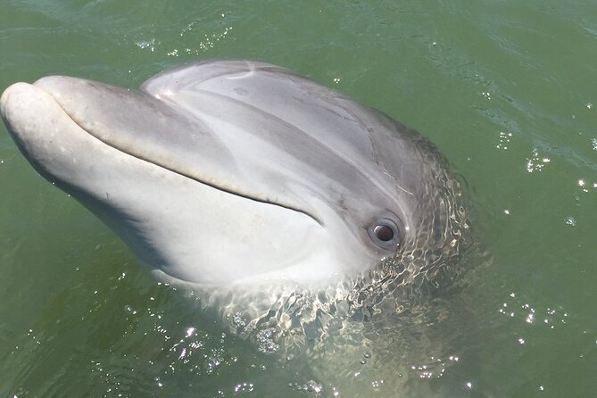 Hilton Head Island Dolphin Boat Cruise - Who This Cruise Fits Best (And Who Might Want to Skip It)
