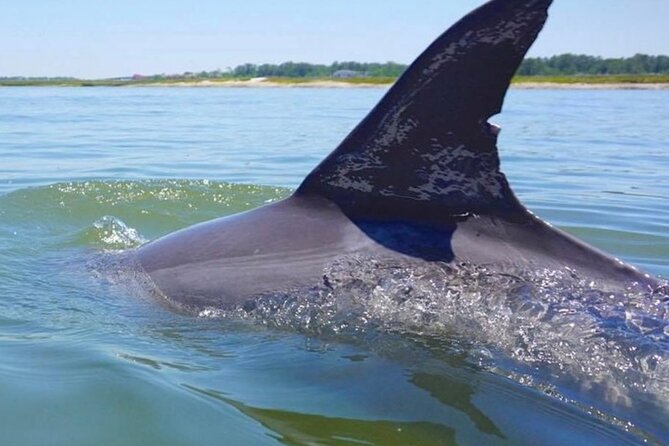Hilton Head Island Dolphin Boat Cruise - What You’ll Do on the Water: Narration, Wildlife Stops, and Bird Spotting