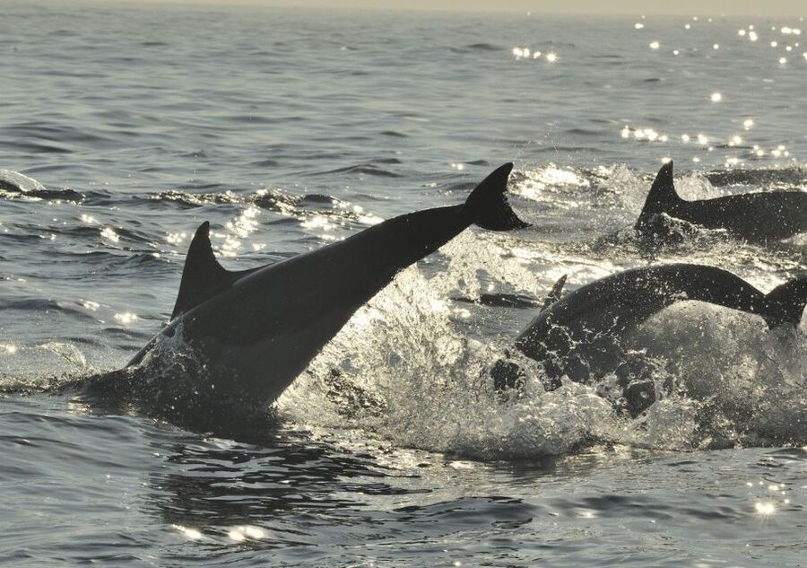 Hilton Head Island: Sunset Dolphin Cruise - FAQ