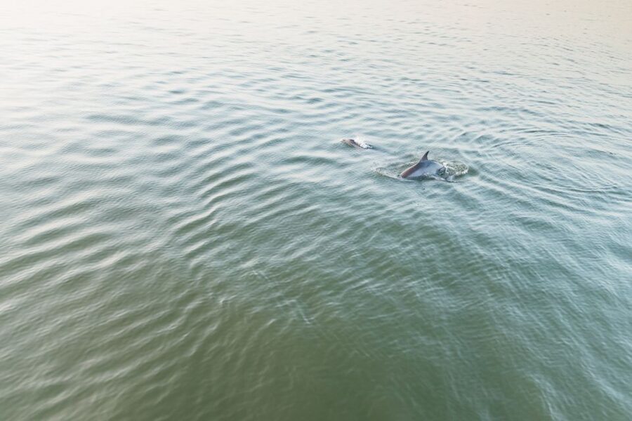 Hilton Head Island: Sunset Dolphin Cruise - Snacks and Drinks for Purchase: How to Plan Your Money