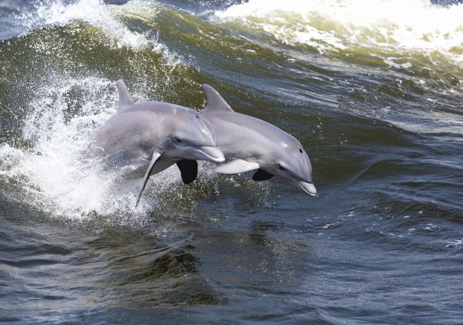 Hilton Head Island: Sunset Dolphin Cruise - Sea Pines and Parking Fees: The Small Details That Can Save Your Trip