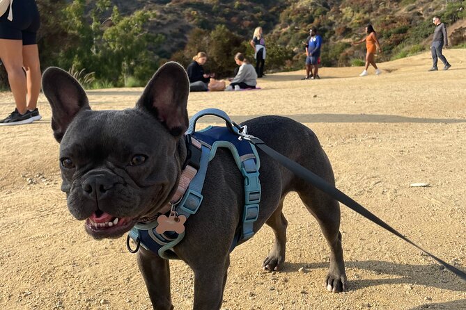 Hollywood Sign 2.5-Hour Tour with Comedians and Their Dogs - Morning vs Sunset: When the Hills Look Their Best
