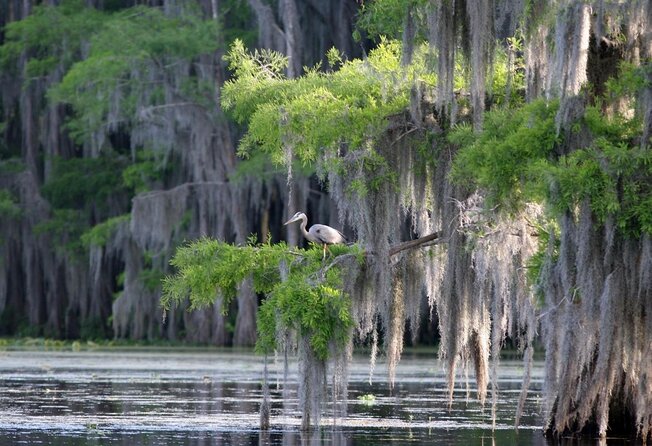 Honey Island Swamp Boat Tour - Key things that make this swamp cruise worth your time