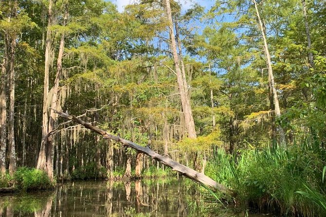 Honey Island Swamp Boat Tour - Price and time on the water: what you actually get for $34