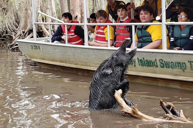 Honey Island Swamp Boat Tour - Your 2-hour itinerary: what happens on the dock and on the swamp water