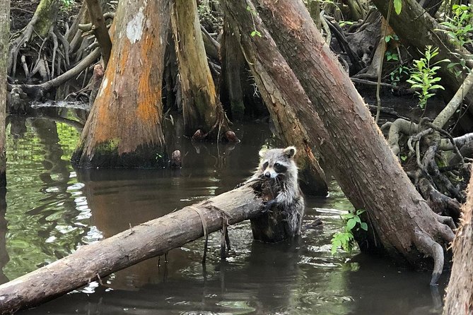 Honey Island Swamp Boat Tour - Cypress, moss, and the calm factor you do not notice until you’re on the water