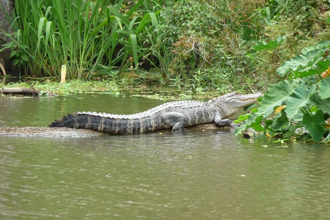 Honey Island Swamp Boat Tour - Getting to Slidell and Dr. Wagner’s: the part that can surprise visitors