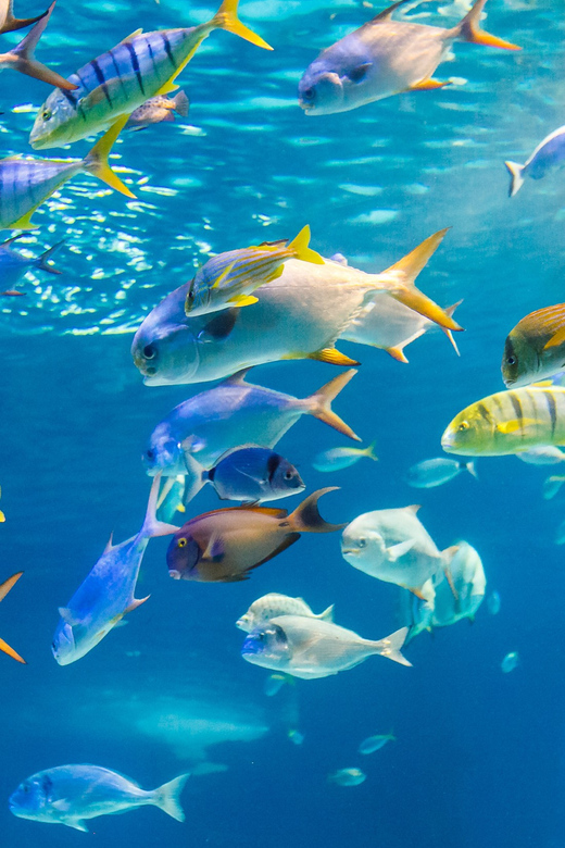 Honolulu: Glass Bottom Boat Tour along Oahu's South Shore - Kewalo Basin to Lē’ahi: what the 1-hour route feels like
