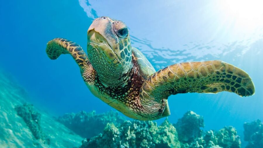 Honolulu: Glass Bottom Boat Tour along Oahu's South Shore - Underwater details: reefs and a shipwreck you can see from above