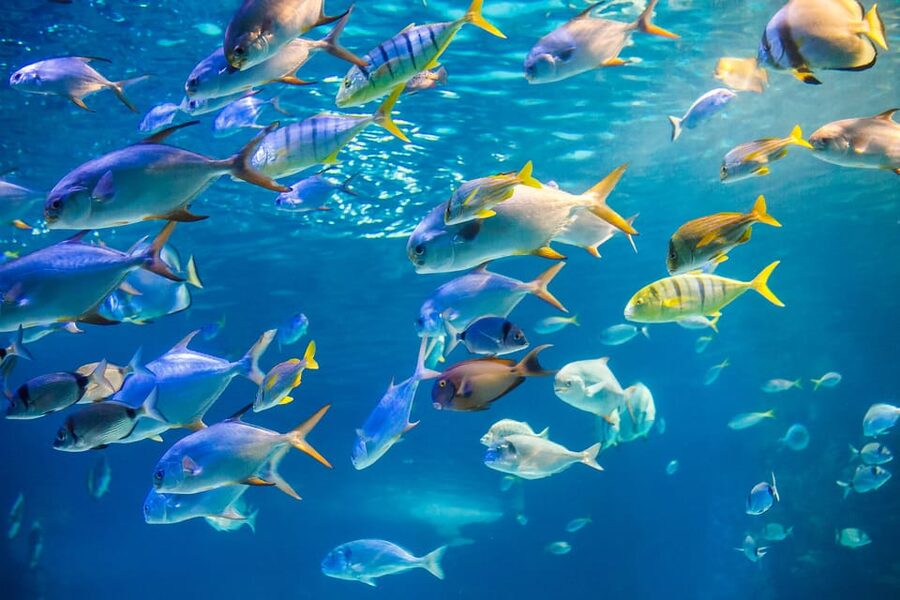 Honolulu: Glass Bottom Boat Tour along Oahu's South Shore - Glass-bottom viewing on the Haleiwa Queen, and how clear it really is