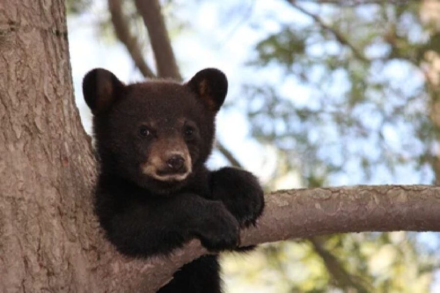 Jackson: Grand Teton National Park Guided Wildlife Tour - Key things to know before your Grand Teton wildlife safari