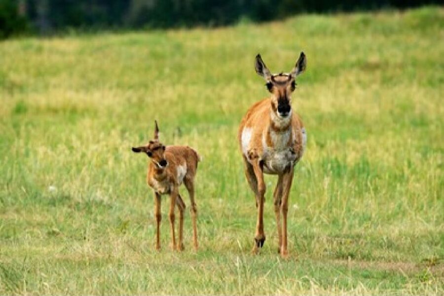 Jackson: Grand Teton National Park Guided Wildlife Tour - Open-air summer rides vs heated comfort in winter and shoulder season