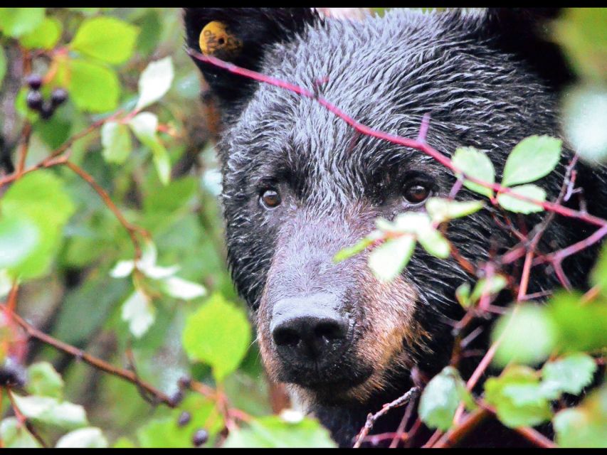 Jackson: Grand Teton National Park Guided Wildlife Tour - Binoculars, a scope, and why the stops are designed for real sightings