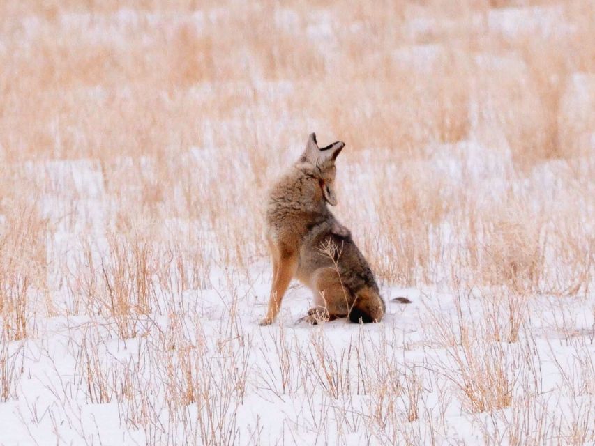 Jackson: Grand Teton National Park Guided Wildlife Tour - The naturalist guide: geology, ecology, and that science you can use