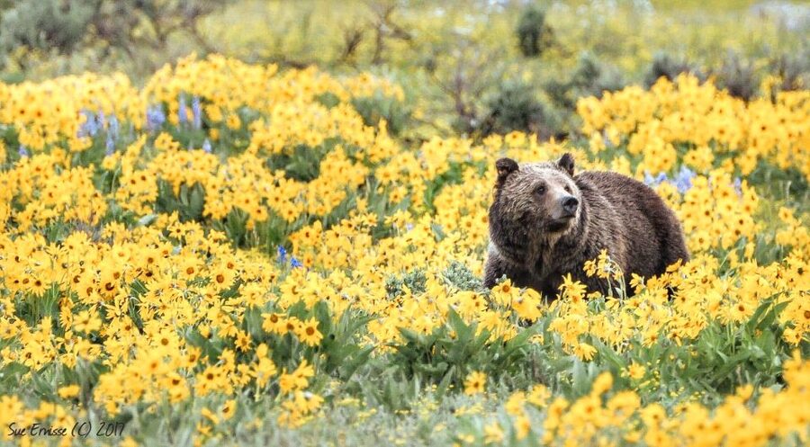 Jackson: Grand Teton National Park Guided Wildlife Tour - Price, logistics, and whether it is good value at $159