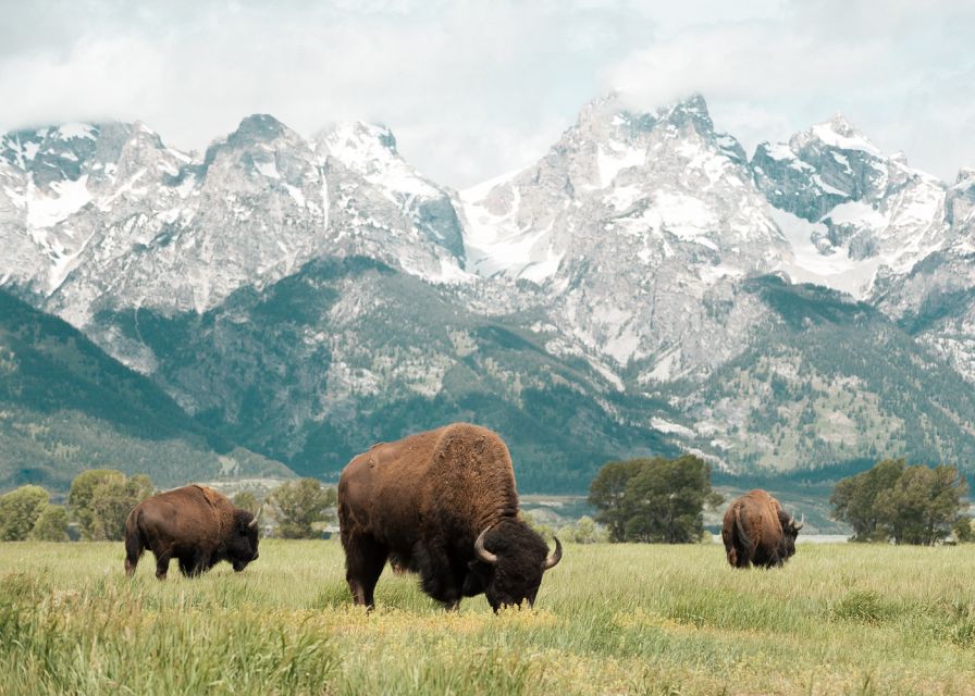 Jackson: Grand Teton National Park Guided Wildlife Tour - Should you book the BrushBuck Wildlife Tours Grand Teton wildlife safari?