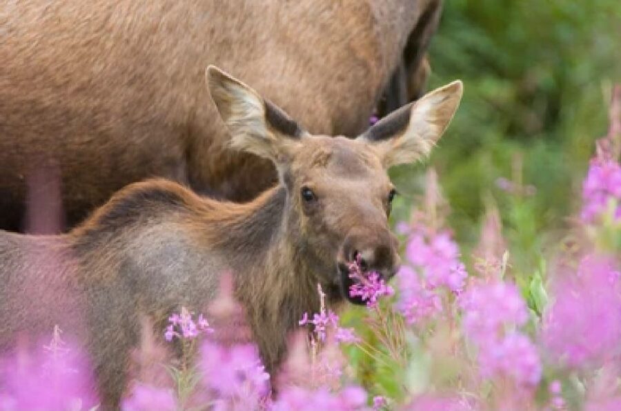 Jackson: Grand Teton National Park Guided Wildlife Tour - Home Ranch Pickup and the Flow of a 4-Hour Safari