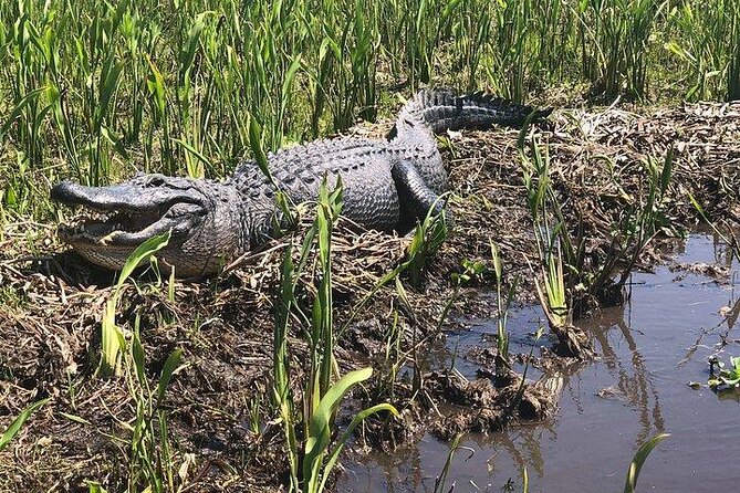 Jean Lafitte 90-Minute Swamp and Bayou Boat Tour - Key highlights you will feel right away