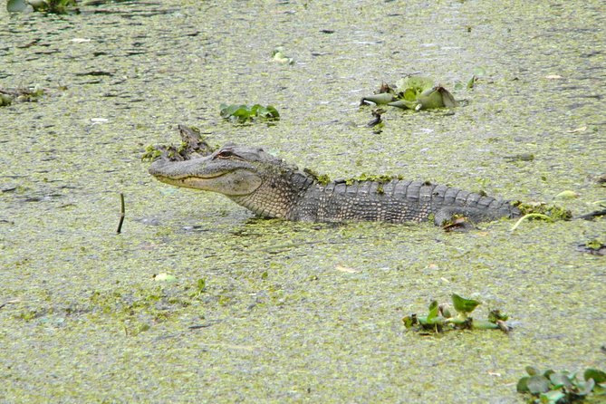 Jean Lafitte 90-Minute Swamp and Bayou Boat Tour - Meet at 6601 Leo Kerner Pkwy, Redeem Your e-Voucher, Then Board