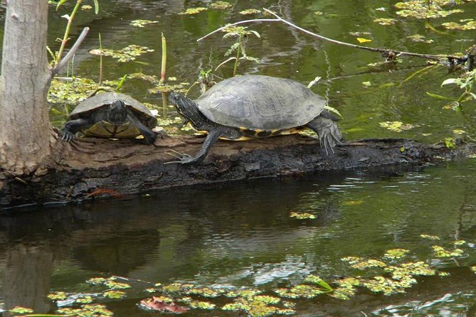 Jean Lafitte 90-Minute Swamp and Bayou Boat Tour - The Pontoon Ride: Shaded, Covered Seating, and a Restroom Onboard