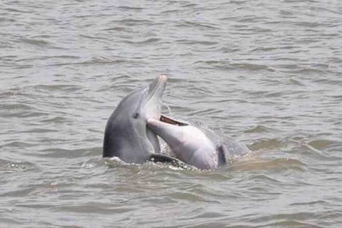 Jekyll Island Dolphin Tours - Key Things to Know Before You Go