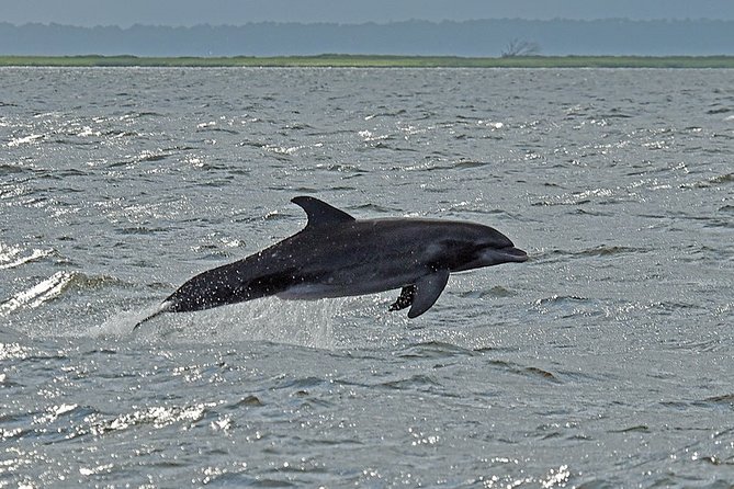 Jekyll Island Dolphin Tours - Dolphin Pods Off Jekyll Island: What You Are Actually Booking