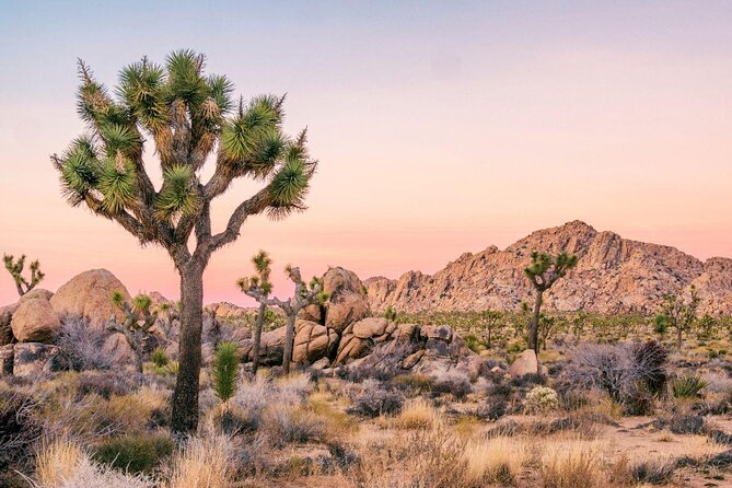 Joshua Tree National Park Self-Guided Driving Audio Tour - Quick reasons this audio drive works well