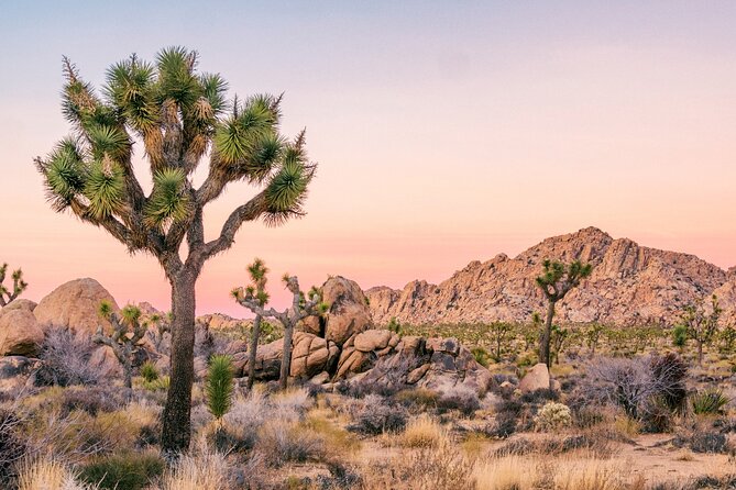 Joshua Tree National Park Self-Guided Driving Audio Tour - How the Joshua Tree audio guide works in your own car