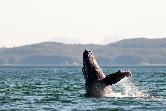 Juneau Wildlife Whale Watching - Why Juneau Whale Watching Feels Like a Smart Cruise-Day Win