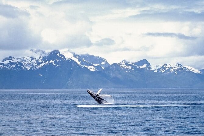 Juneau Wildlife Whale Watching - The Naturalist Talk: How Humpback Behavior Becomes Clear