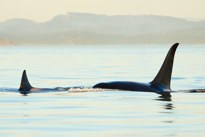 Juneau Wildlife Whale Watching & Mendenhall Glacier - How this Juneau combo tour really plays out