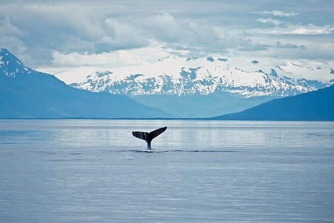 Juneau Wildlife Whale Watching & Mendenhall Glacier - Photo tips that cost nothing