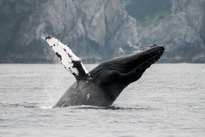 Juneau Wildlife Whale Watching & Mendenhall Glacier - Getting from your cruise terminal to Mendenhall without the hassle