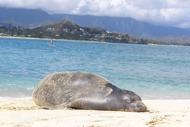 Kailua Bay, Oahu: Epic Kayak and Snorkel to Islands - Price and what $114.58 really buys you