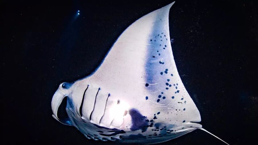 Kailua-Kona: Manta Ray Watching Nighttime Boat Trip - Why Kona manta rays feel different after dark