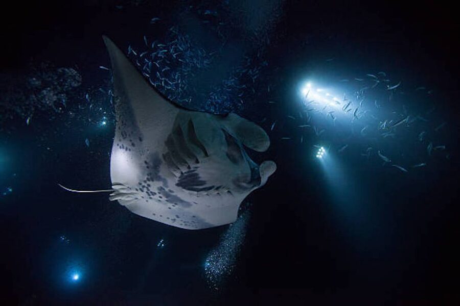 Kailua-Kona: Manta Ray Watching Nighttime Boat Trip - Choosing the snorkel option for the closest manta encounters
