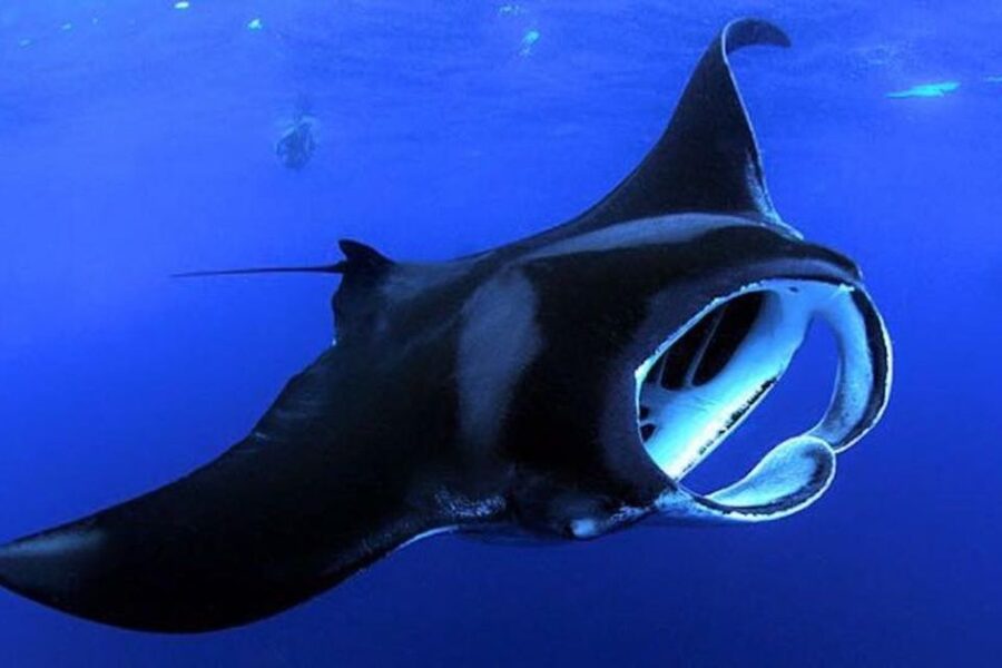 Kailua Kona: Night Manta Ray Adventure on the Big Island - Key things that make this manta ray night tour work