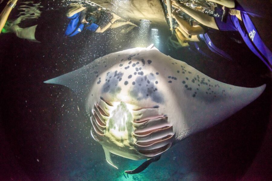 Kailua Kona: Night Manta Ray Adventure on the Big Island - The neon lights moment: what snorkeling is really like at night