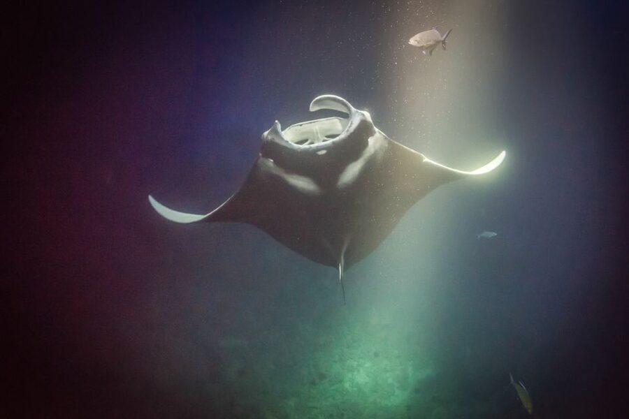 Kailua Kona: Night Manta Ray Adventure on the Big Island - Ride-along option: you can still experience it without snorkeling