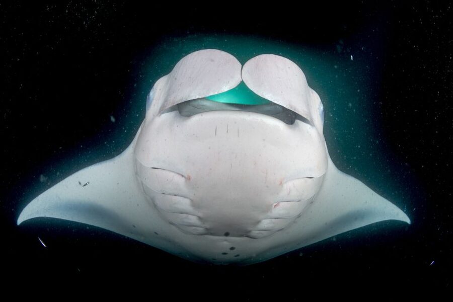 Kailua Kona: Night Manta Ray Adventure on the Big Island - Crew style: names you might hear, and the vibe you’ll notice